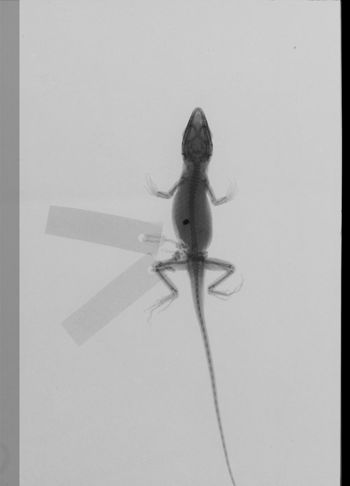 Media type: image;   Herpetology R-154960